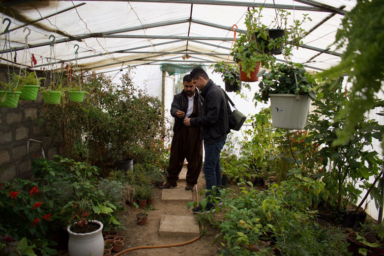 Farmer Hemin Hamadamin (center) in one of his greenhouses. 